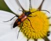 Stenurella bifasciata